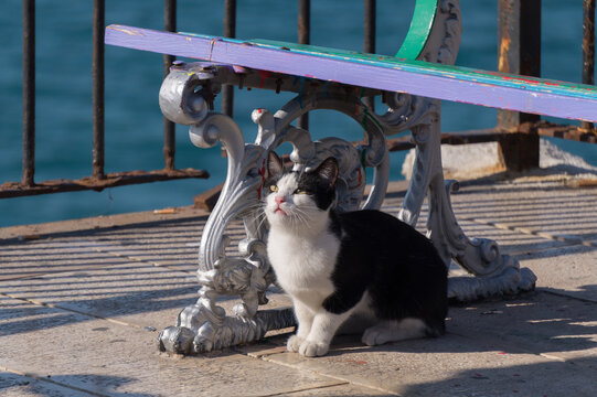 gatto domestico