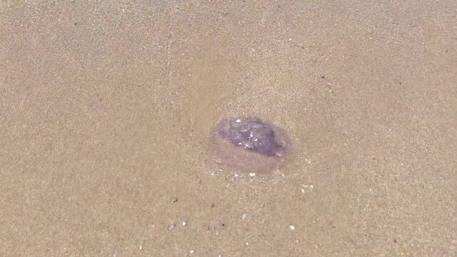 A beached jellyfish. A Pelagia noctiluca jellyfish in the Red Sea is washed by the waves on a hot day at a tourist beach.