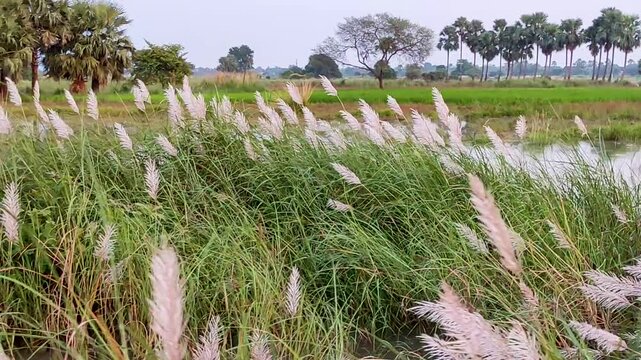 A serene rural wetland landscape captured from a moving boat, featuring tall white kash, the pampas grass swaying in the breeze along the riverbank. The calm water reflects the surrounding greenery. 