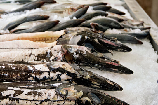 black scabbardfish