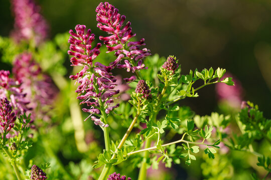 Beautiful pink fumitory flowers blooming in a natural outdoor setting