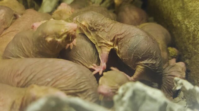 Close up of pile up naked mole rates resting together on each other in the underground burrow
