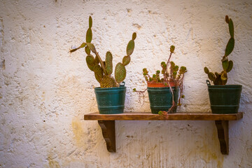 mensola con piante grasse © franco1970