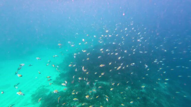 Large School Of Indo-Pacific Sergeant Fish In Gili Island, Indonesia. - underwater shot