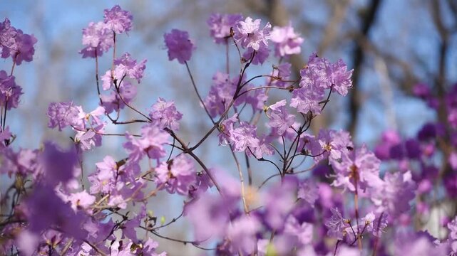Rhododendron with purple pink petals blooming in spring garden, flowers trembles in the wind, springtime floral nature with azalea bloom.