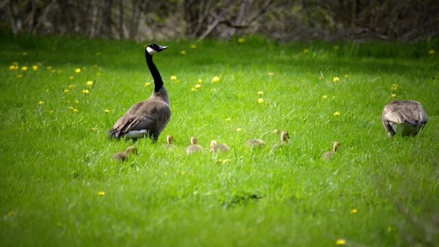 Canada geese walking with small goslings across bright green grass field dotted with yellow dandelions in Canada creating peaceful wildlife family scene in natural setting