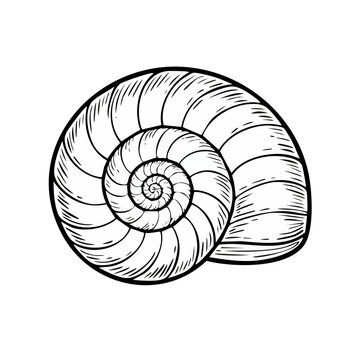 Line Art Illustration of a Spiral Snail Shell