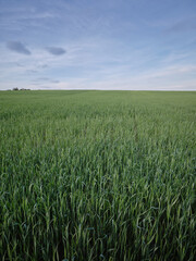 Fototapeta premium Green crop field with tall fresh plants under a calm sky, vertical agricultural background for farming, growth and food production themes.