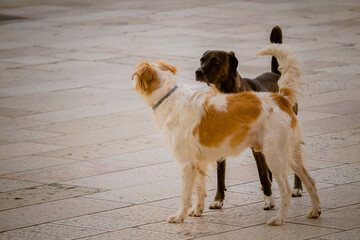 cani domestici © franco1970