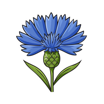 Vibrant blue cornflower illustration with green stem and leaves on white