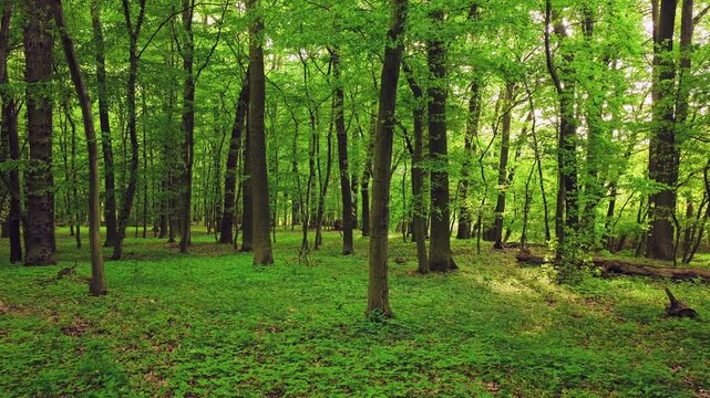Smooth cinematic flight through lush green spring forest covered with blooming wild garlic flowers. Fresh vibrant vegetation, natural woodland atmosphere and seasonal renewal in European forest.