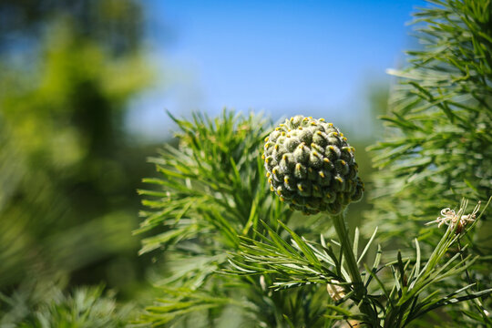 Close-up of developing seed head of Adonis vernalis after flowering. Rare steppe plant in B&uuml;kk Mountains habitat.