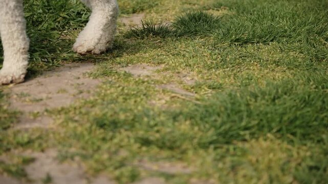 Lagotto Romagnolo dog walking along a grassy path surrounded by green plants in a calm outdoor scene. Pet care, purebred companion, grooming, obedience, and domestic lifestyle concept