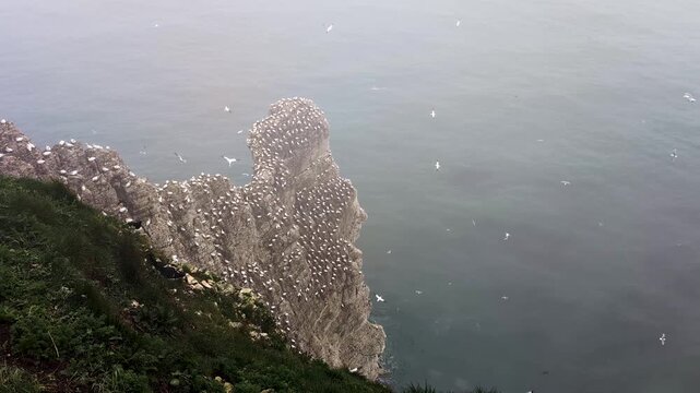 Moody footage of Bempton Cliffs, UK, in overcast mist, with gannets, guillemots, razorbills, and gulls flying along dramatic coastal cliffs