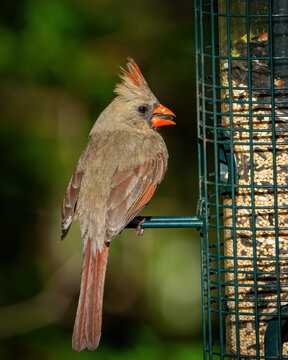 Female Cardinal on a feeder