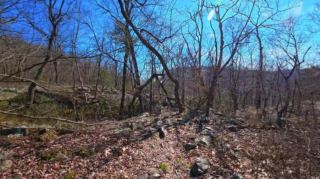 Bare deciduous forest trail at Mount Tammany Delaware Water Gap. View of a forest with leafless trees and dry foliage on the ground under a blue sky.