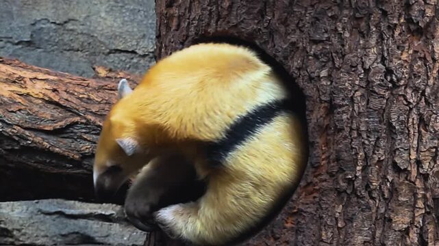 Close up of a small ant eater moving around a tree on. a cloudy spring day 