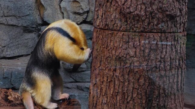 Close up of a small ant eater moving around a tree on. a cloudy spring day 