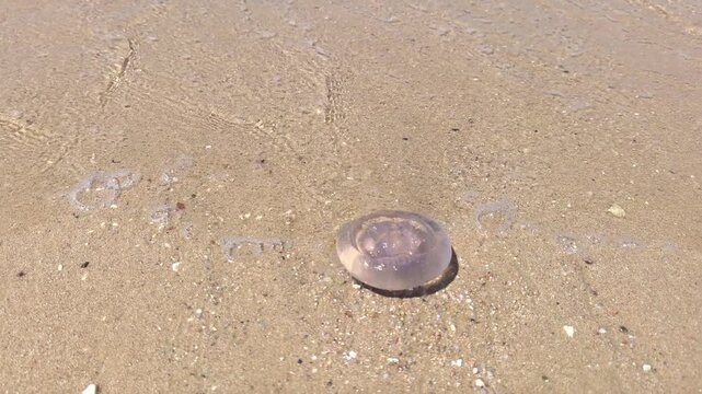 A beached jellyfish. A Pelagia noctiluca jellyfish in the Red Sea is washed by the waves on a hot day at a tourist beach.