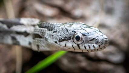Fototapeta premium Juvenile Black Snake closeup in the woods