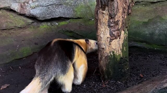 Close up small ant eater walking along the ground on. a cloudy spring day
