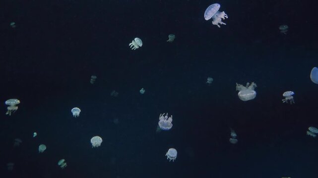 A close up shot of a vibrant cluster of Fish eating Anemones (Urticina piscivora) in an aquarium setting. The anemones, with their striking orange, yellow, and white tentacles, are seen gently swaying