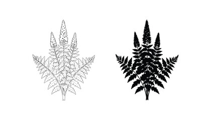 Botanical fern plant outline and solid black silhouette illustration set for natural design elements and organic pattern textures © Radiant