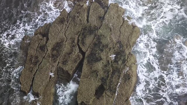 Moody footage of Bempton Cliffs, UK, in overcast mist, with gannets, guillemots, razorbills, and gulls flying along dramatic coastal cliffs