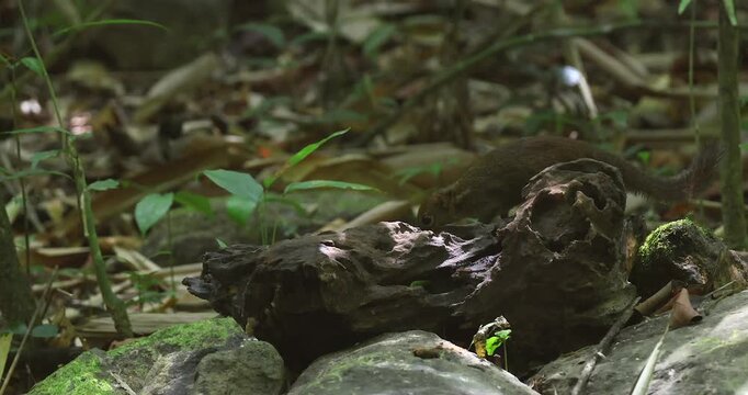 Northern Treeshrew Tupaia belangeri foraging on mossy log and rocks on forest floor in tropical jungle during day. Side view of wild mammal in natural habitat with green foliage background.