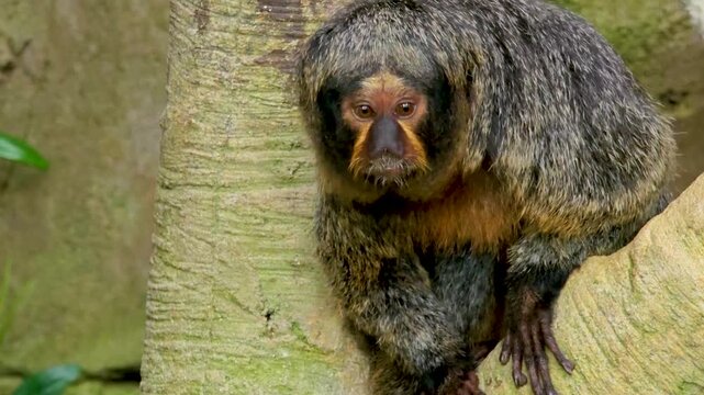 Close up of a female white-faced saki monkey. sitting on a tree and looking around