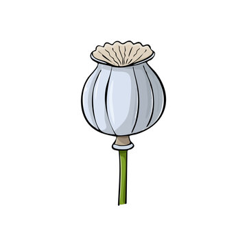 Illustration of a single dried poppy seed head on a green stem