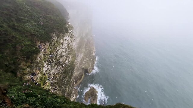 Moody footage of Bempton Cliffs, UK, in overcast mist, with gannets, guillemots, razorbills, and gulls flying along dramatic coastal cliffs