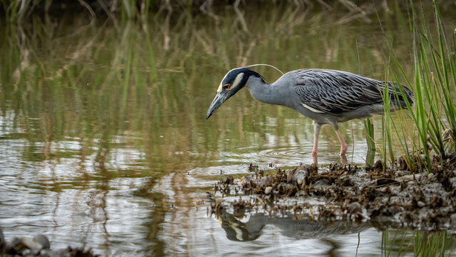 Yellow Crowned Night Heron