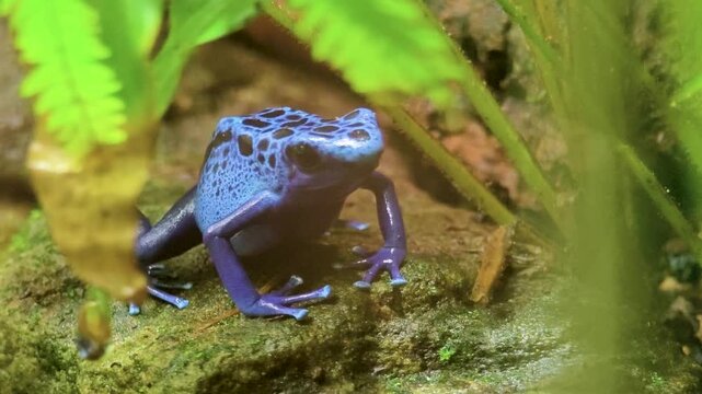 Close up of a  blue, turquoise Poison dart frog sitting on a rock moving slowly with black spots.