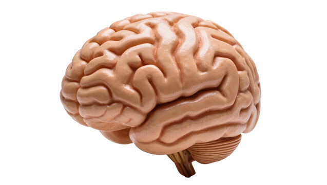 Detailed human brain model with complex convolutions and beige color