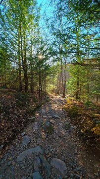 Sun rays through evergreen trees on rocky forest trail. Sun flares through hemlock branches over a stony hiking path. Low angle, shadows, dense woods at Mount Tammany.