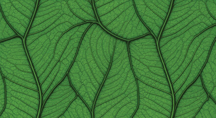 Adobe Illustrator Artwork © NurJahan