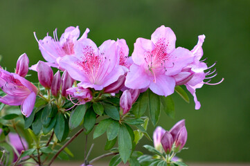 Fototapeta premium Azalea (Rhododendron)