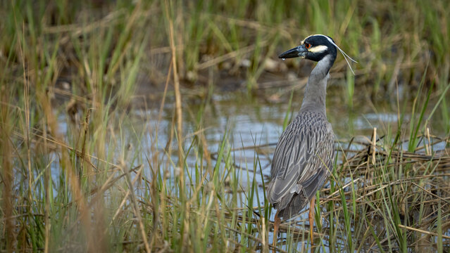 Yellow Crowned Night Heron searching for a meal