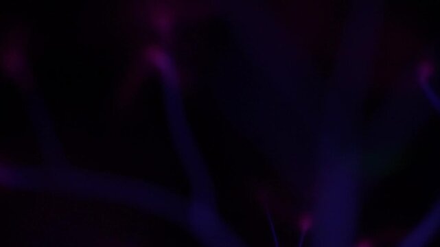 Macro shot of vibrant blue and purple electric discharges pulsating in the dark, with bright points of light at the tips of the branching filaments.