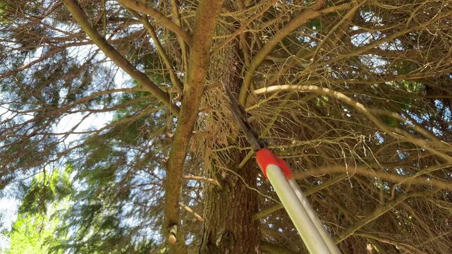 A man trims dry branches of a thuja tree with garden shears