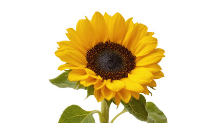 Obraz premium Bright yellow sunflower with dark center and green leaves, isolated on transparent background