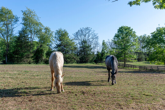 A beige and a black horse in a Virginia field