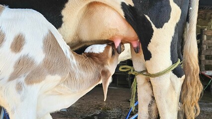 A spotted calf suckling from its mother cow inside a barn, Girolando breed © Luiz