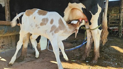 A spotted calf suckling from its mother cow inside a barn, Girolando breed © Luiz
