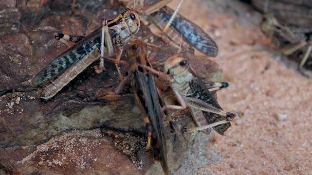 Close up macro shot of grasshopper moving around in sand on a cloudy day

