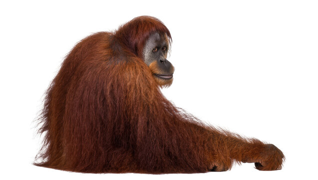 Orangutan with long reddish-brown fur sitting, isolated on transparent background