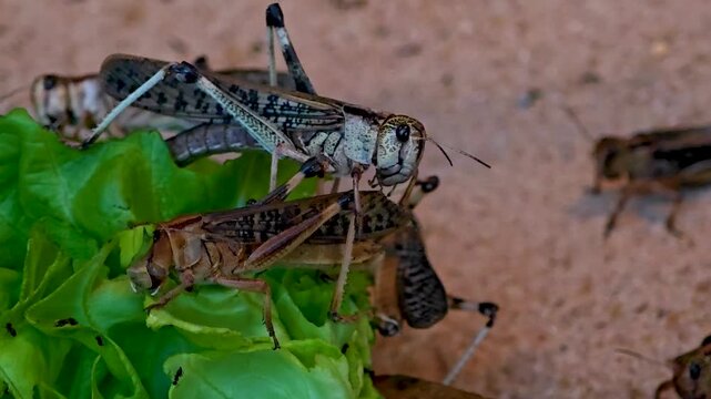 Close up of grasshoppers eating lettuce and moving around on a cloudy day
