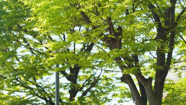 マンションの敷地に広がる美しい新緑。風に揺れる木々と豊かな居住環境