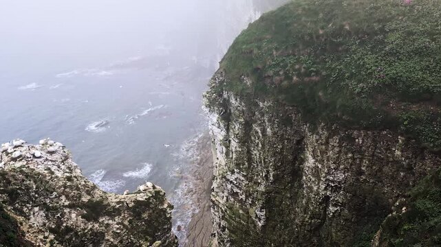 Moody footage of Bempton Cliffs, UK, in overcast mist, with gannets, guillemots, razorbills, and gulls flying along dramatic coastal cliffs